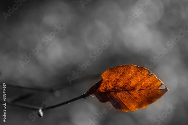 Obraz Single beech leaf on a twig