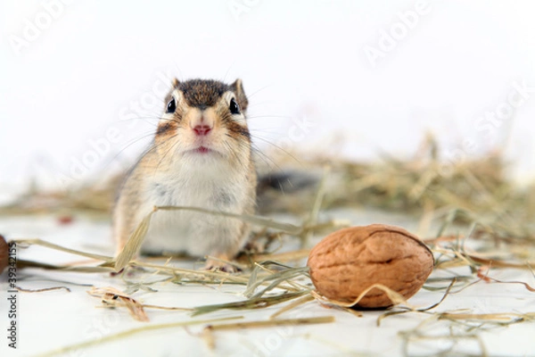 Obraz Neugieriges Streifenhörnchen