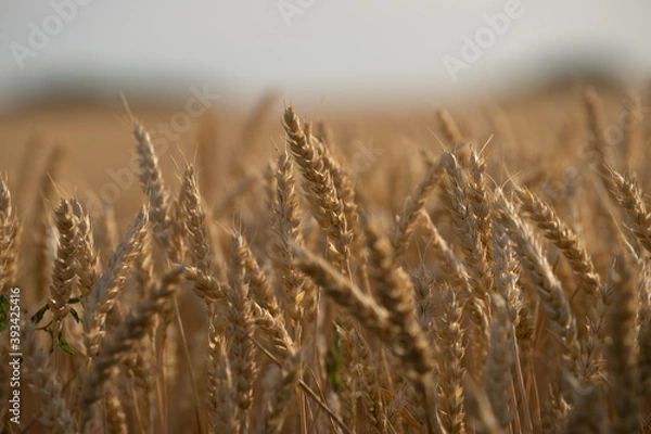 Fototapeta Weizenfeld
