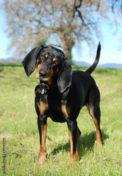 Obraz Black and Tan Coonhound
