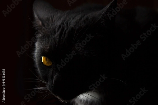 Fototapeta Portrait of a black and white cat with yellow-green eyes on a black background
