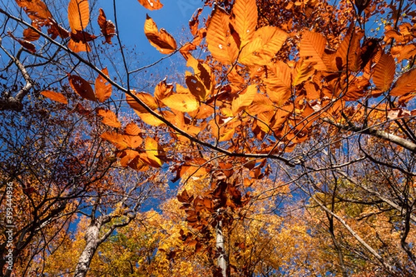 Obraz The fall sun illuminates leaves against a blue sky at Seven Bridges Park in South Milwaukee, Wisconsin
