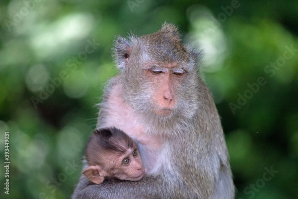 Fototapeta 可愛いサル