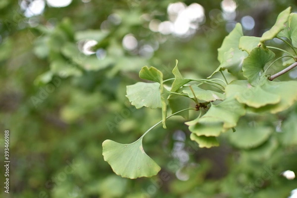 Fototapeta イチョウの葉のクローズアップと枝