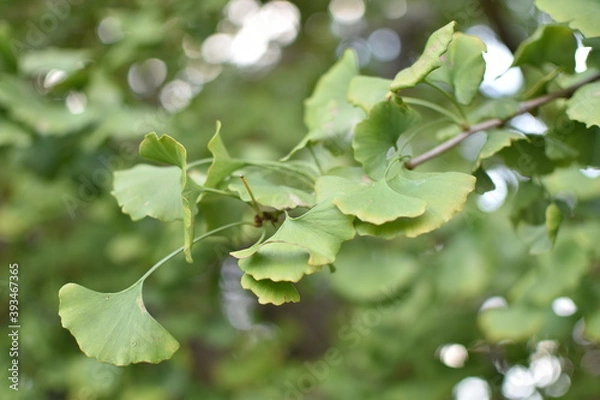 Fototapeta イチョウの葉のクローズアップと枝