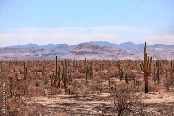 Obraz Saguaros after a Desert Fire Near Phoenix Arizona
