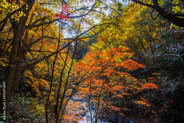 Fototapeta 秋の裏磐梯の五色沼
