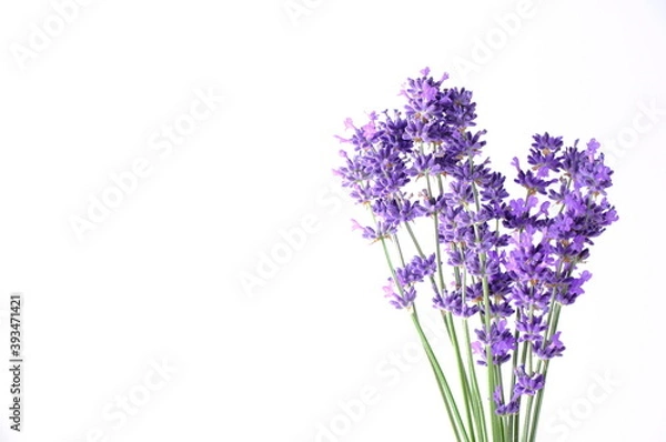 Fototapeta Blue Mountian a violet lavender field in Hokkaido, Lavender flowers bundle