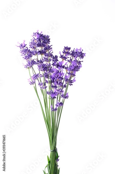 Fototapeta Closeup Blue Mountian a violet lavender field in Hokkaido, Lavender flowers bundle on a white background