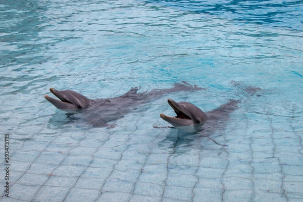 Obraz two dolphins in the pool