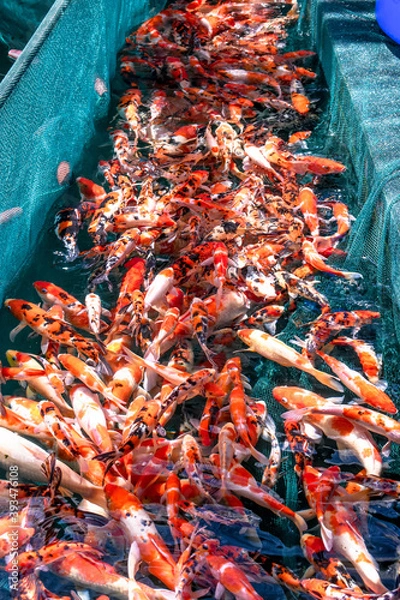 Obraz Colorful Fancy Koi Carp Fishes Swimming in the Pond at Fish Farm