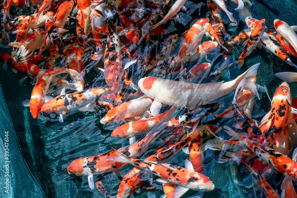 Obraz Colorful Fancy Koi Carp Fishes Swimming in the Pond at Fish Farm