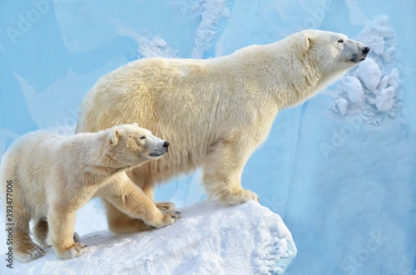 Obraz polar bear cub