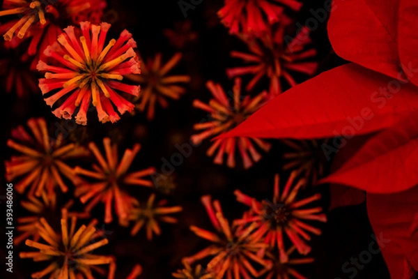 Obraz 赤い花びら　クリスマス素材