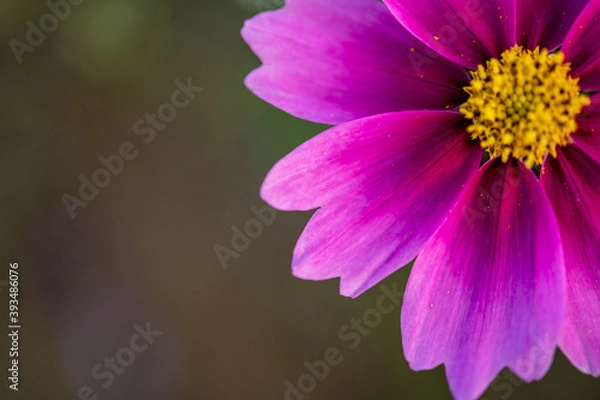 Obraz ザ・コスモス