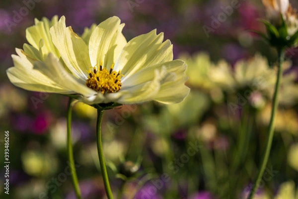 Obraz 黄色いコスモス