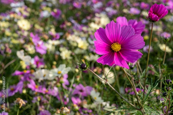 Obraz 満開のコスモス