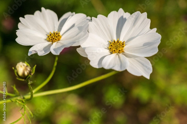 Fototapeta 白いコスモス