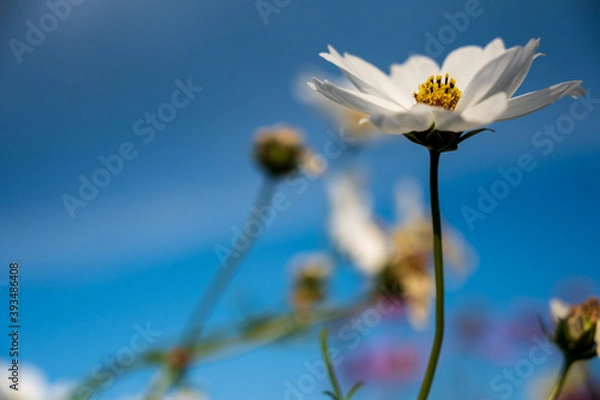 Fototapeta コスモス