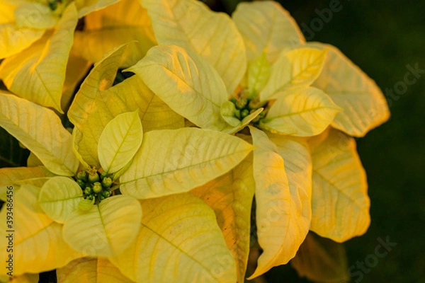 Obraz 黄色のポインセチア