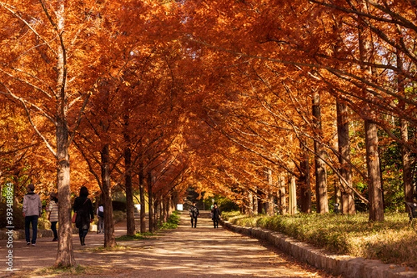 Obraz メタセコイヤの紅葉