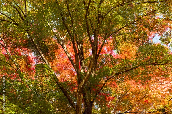 Fototapeta もみじの木