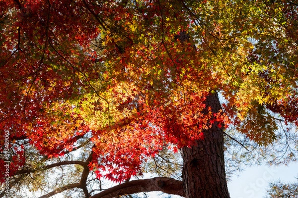 Obraz 色鮮やかなもみじ