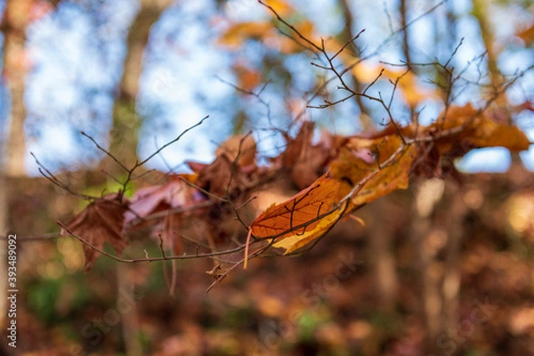 Fototapeta 枝にかかった落ち葉