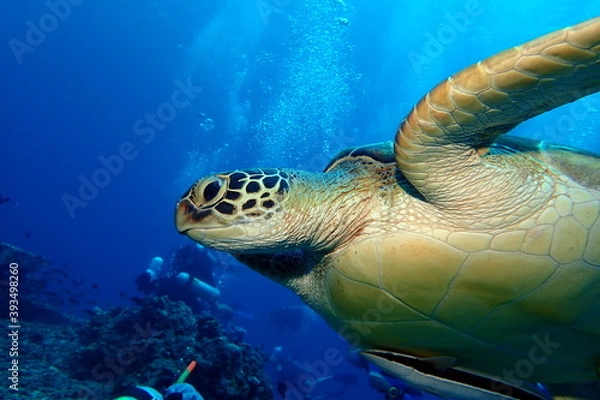 Obraz Green turtle swimming