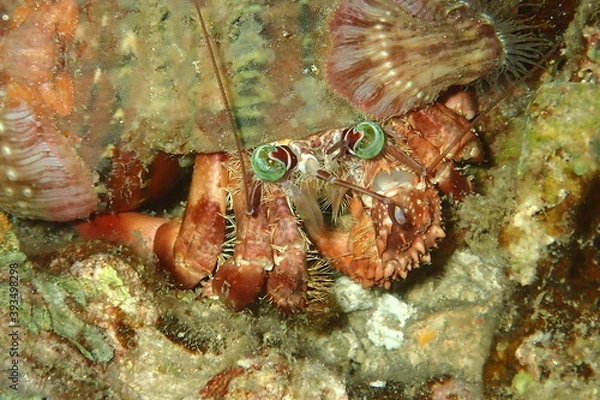 Obraz Anemone Hermit Crab