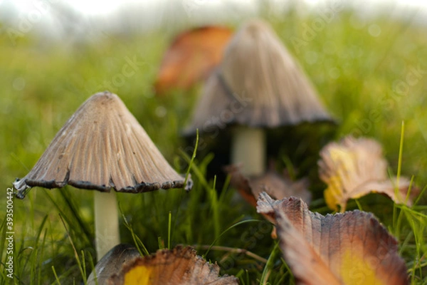 Obraz Wild mushrooms