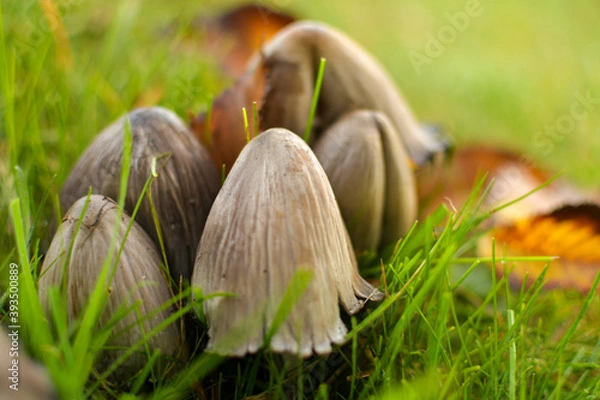 Obraz mushrooms in the grass