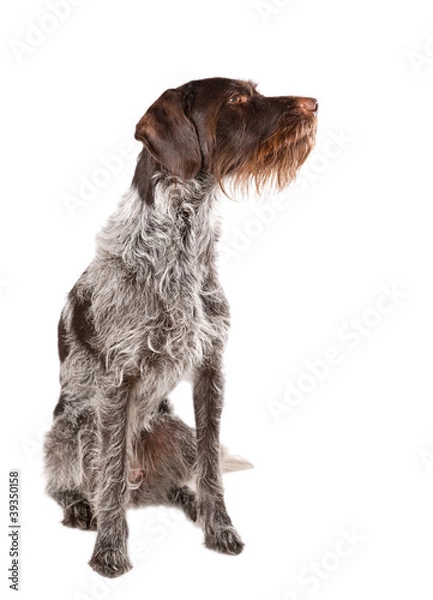 Fototapeta German wire-haired pointer