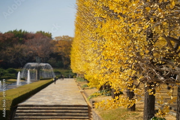 Obraz 昭和記念公園のイチョウ並木