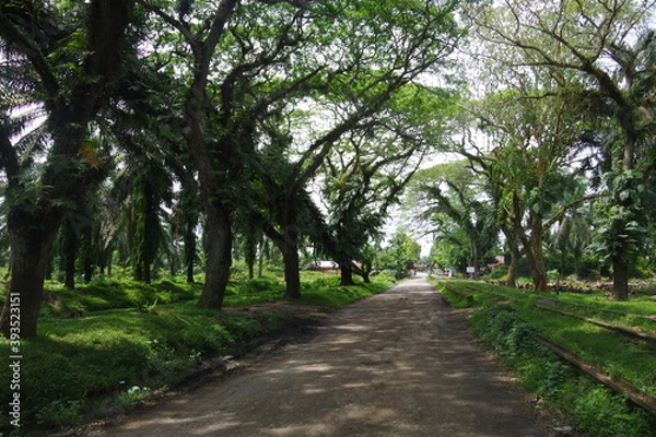 Fototapeta Beautiful view of forest in a village in North Sumatera, Indonesia