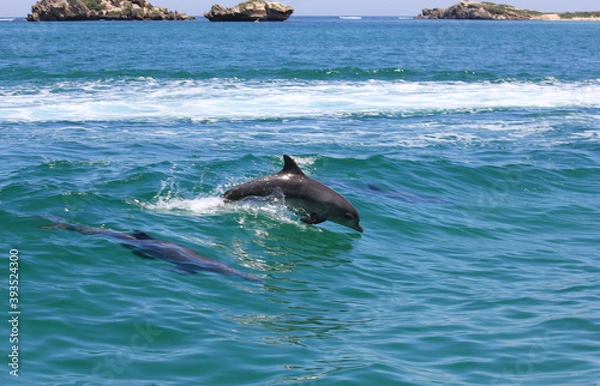 Fototapeta Bottle nose dolphins playing in the wave of a boat in Rockingham, Western Australia.