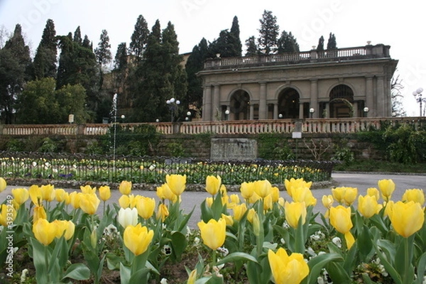 Obraz Florence tulips