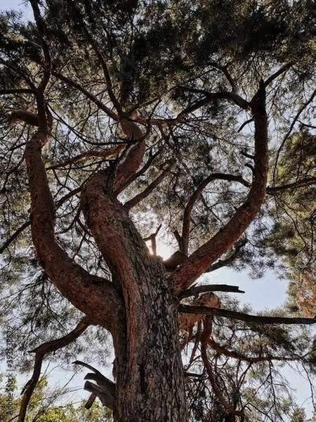 Fototapeta tree in the park