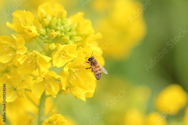 Obraz ミツバチと菜の花