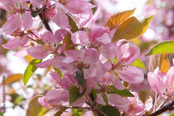 Fototapeta apple tree blossom