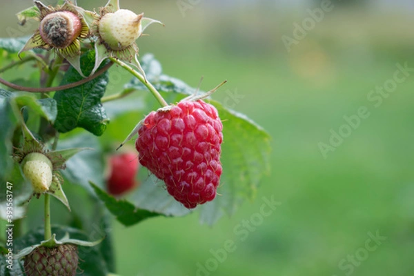 Fototapeta Ripe Red Raspberry Berry on a Branch