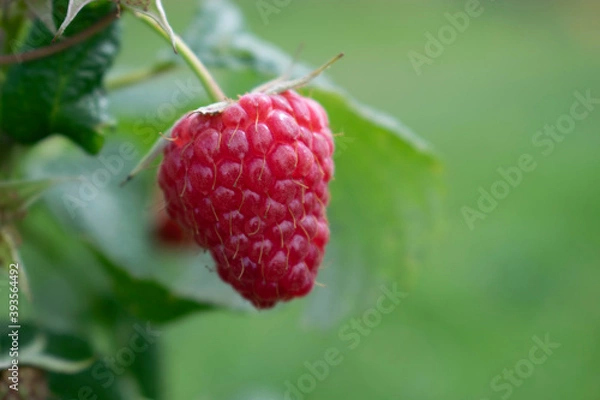 Fototapeta Natural Background. Raspberry Berry in the Sun