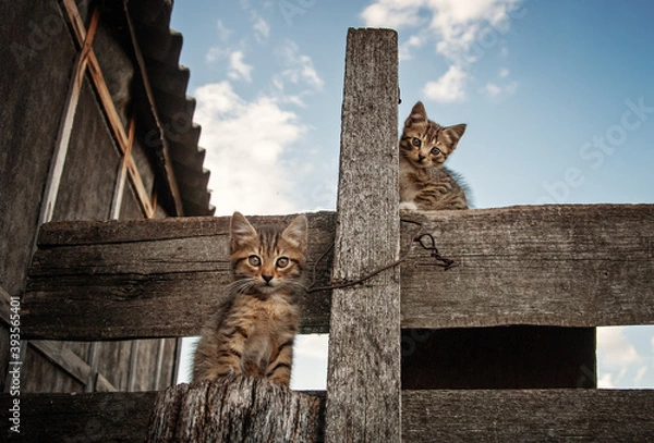 Obraz Beautiful gray cats sitting on the fence.