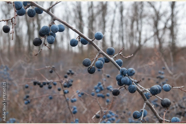 Obraz Blue berries of blackthorn ripen on bushes