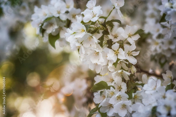 Obraz Photo of beautiful cherry blossom, abstract natural background, soft focus, little white flowers on tree branch