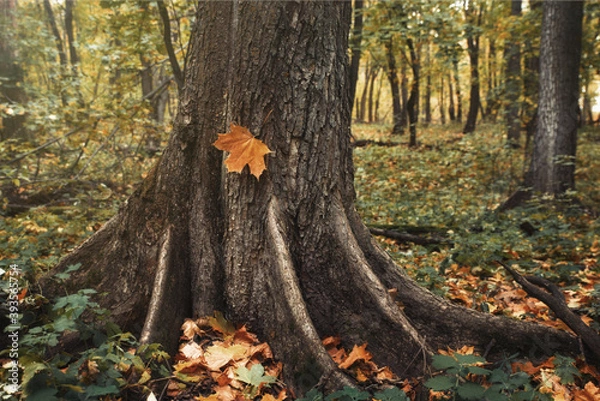 Obraz leaves in autumn. A maple leaf lies on a tree trunk