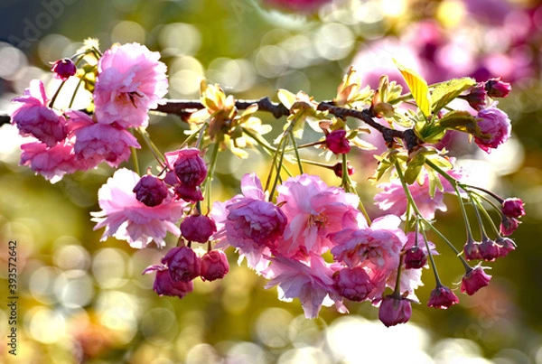 Obraz Pink blossom on a cherry tree