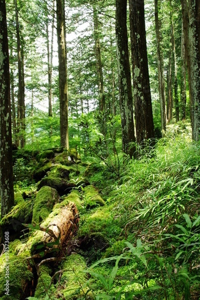 Fototapeta 苔むす林
