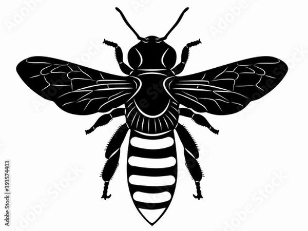 Fototapeta illustration of bee , vector draw