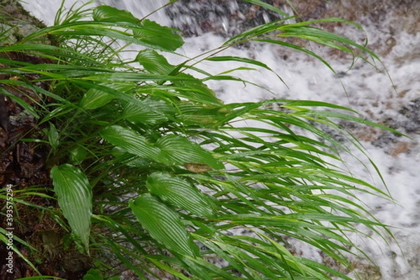 Fototapeta 流れのそばのギボウシの葉